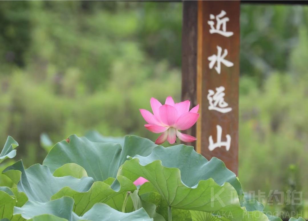 作品图 5