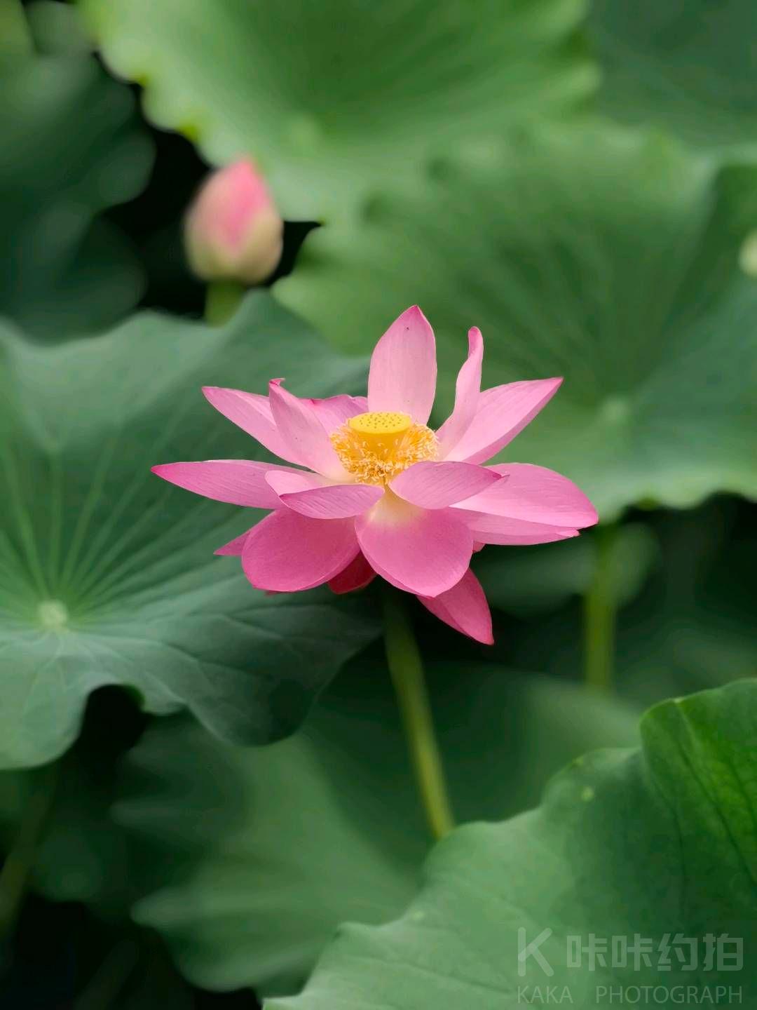 作品图 6