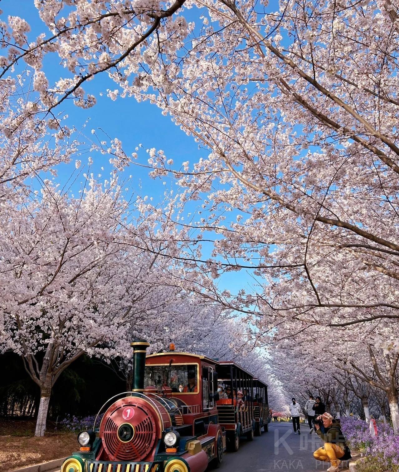 丰乐樱花园