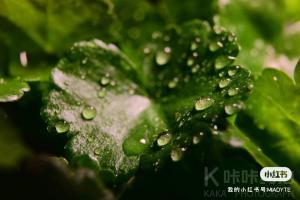 凌颜菌
