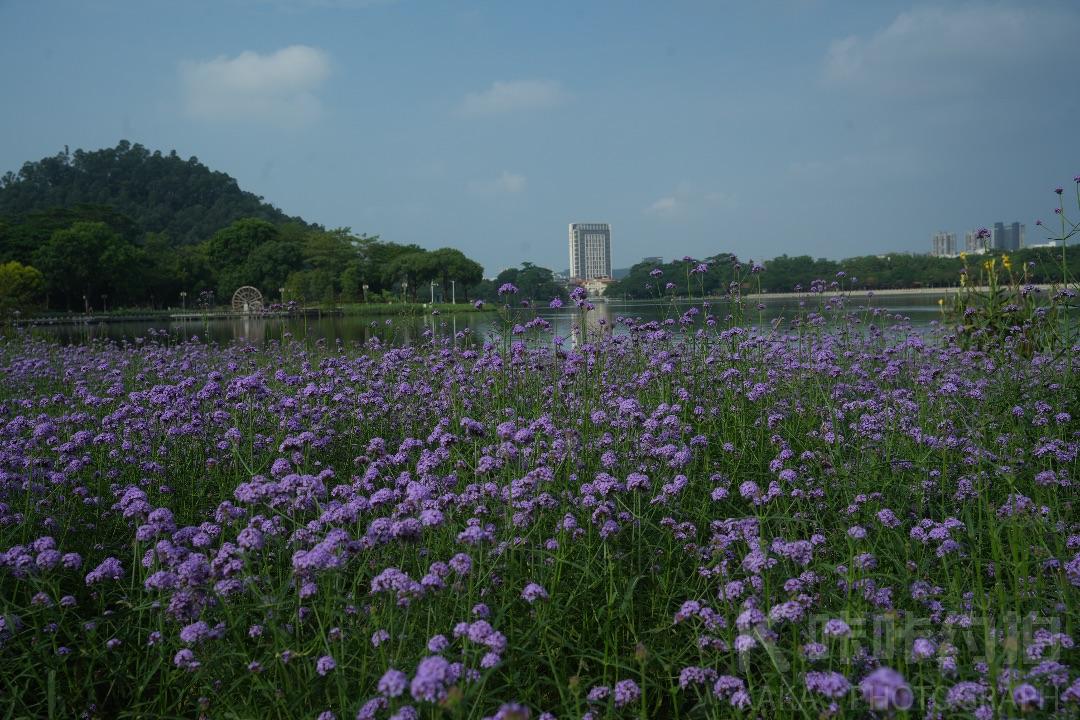 作品图 5