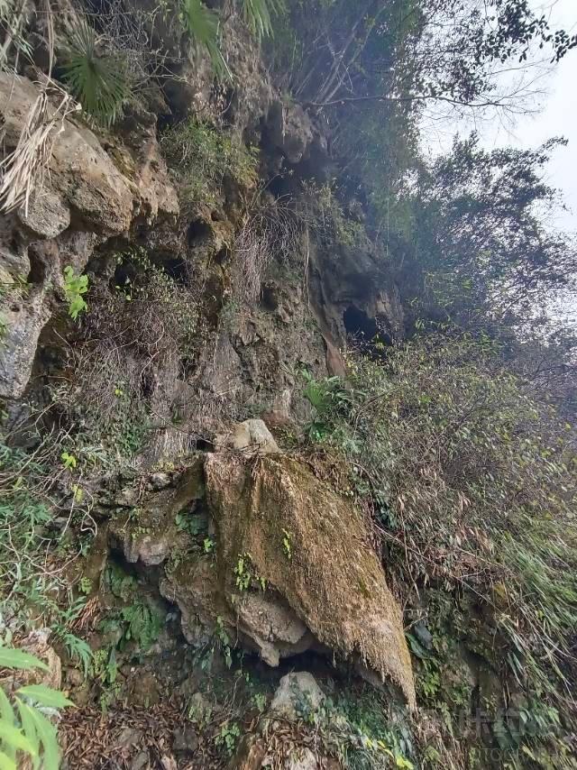 作品图 5