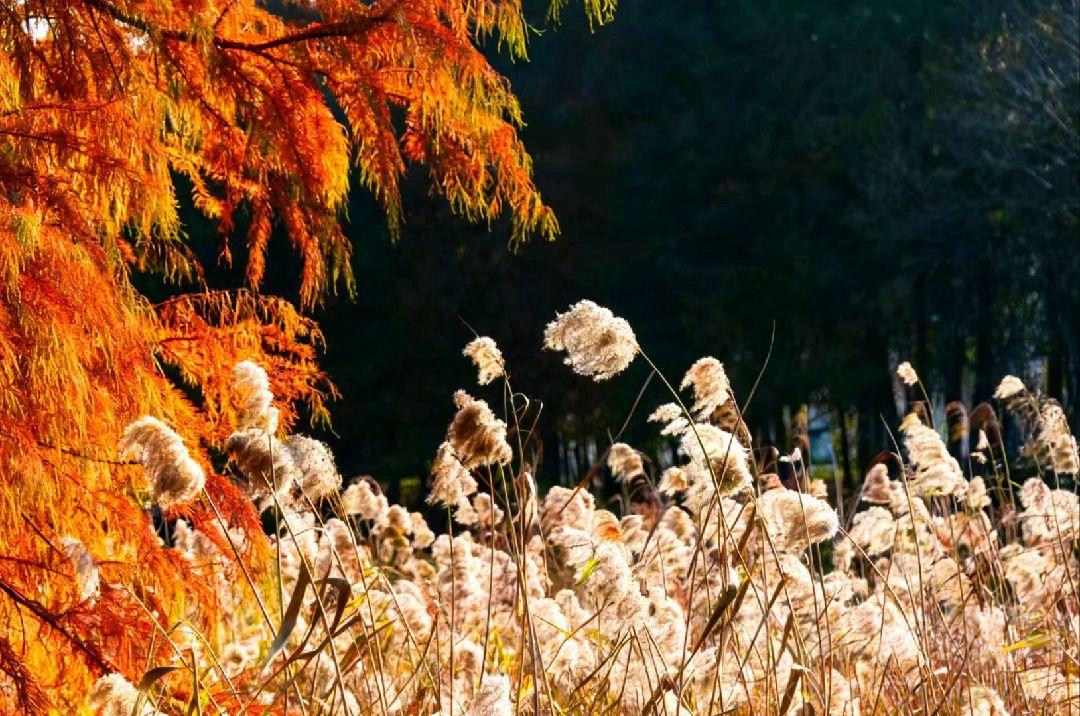 作品图 4
