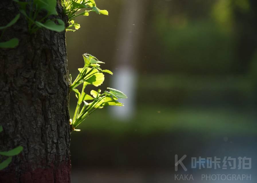 作品图 6