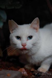 lulu