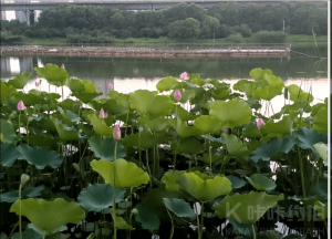 仲夏平日
