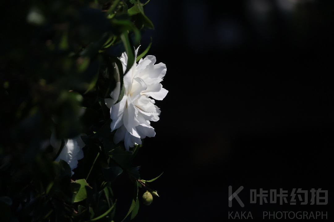 作品图 5