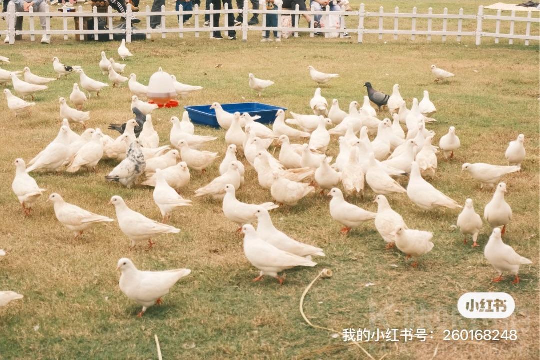 作品图 4