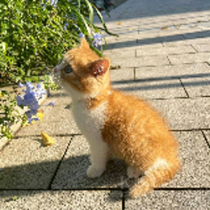 追风少年