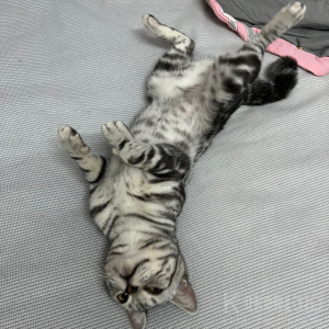 顾殇