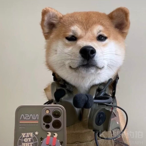 柴柴