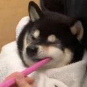 骑驴上高速