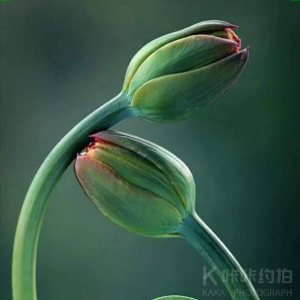 一壶茶