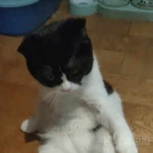 妮子