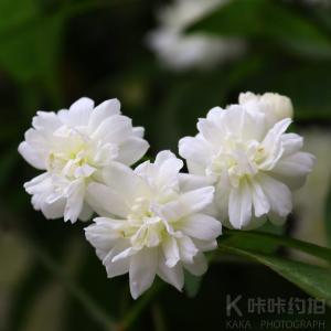 辉辉