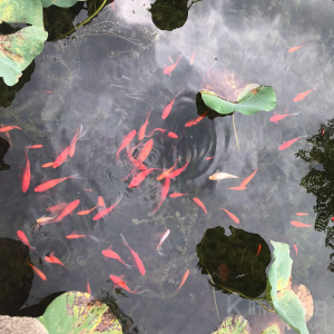 RUKAWA