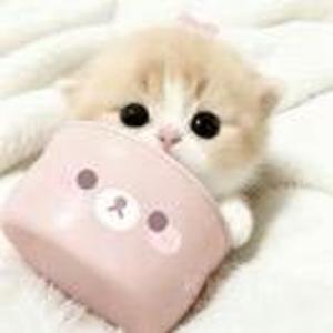 kitty