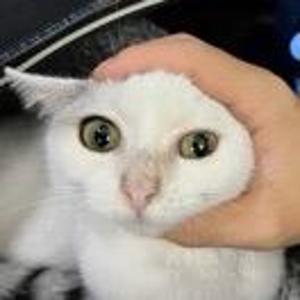 猫的魔力转圈