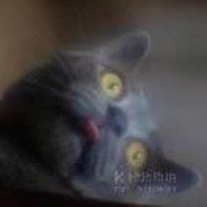 张大胖