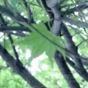 奶酪