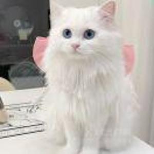 卢温柔🐱