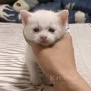 蠢狐狸不吃饭
