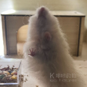 蔡蔡