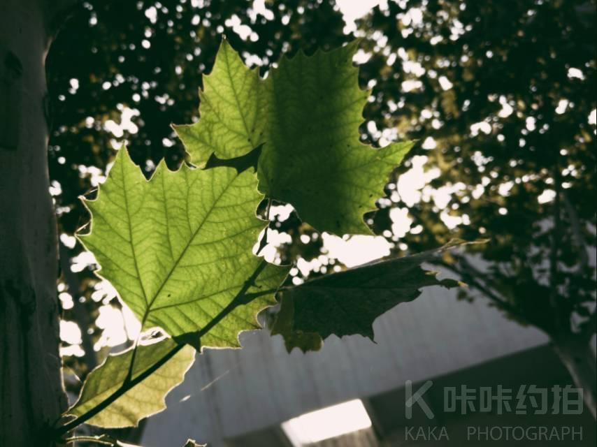 作品图 4