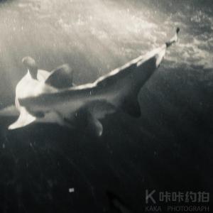 鱼茶
