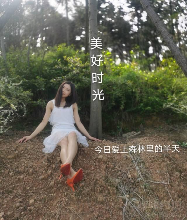 松树林 茶园 水坝
