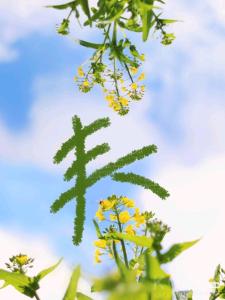 阿玲