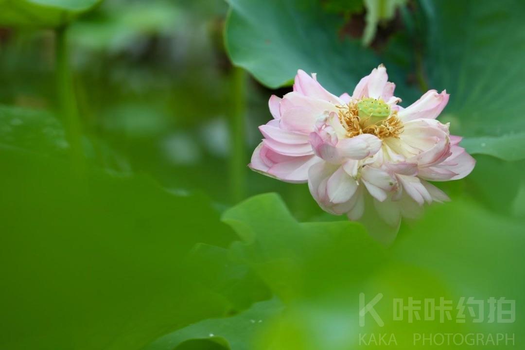 作品图 6