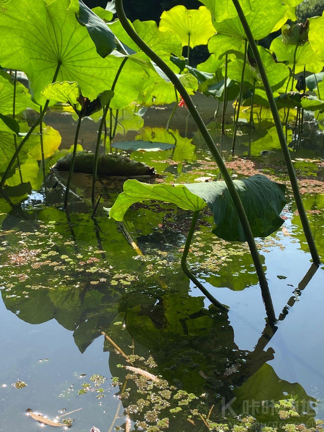 西溪湿地