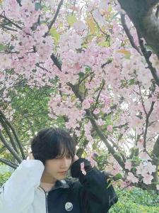 忧伤莉花