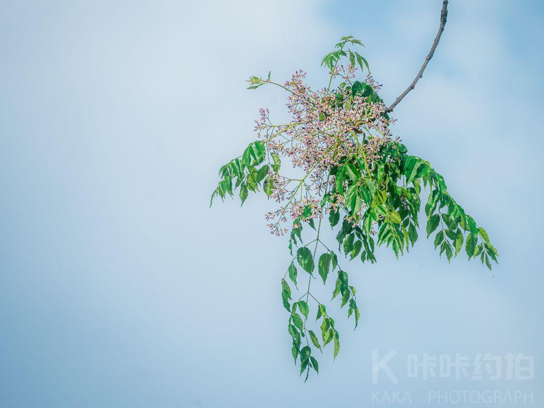 作品图 8