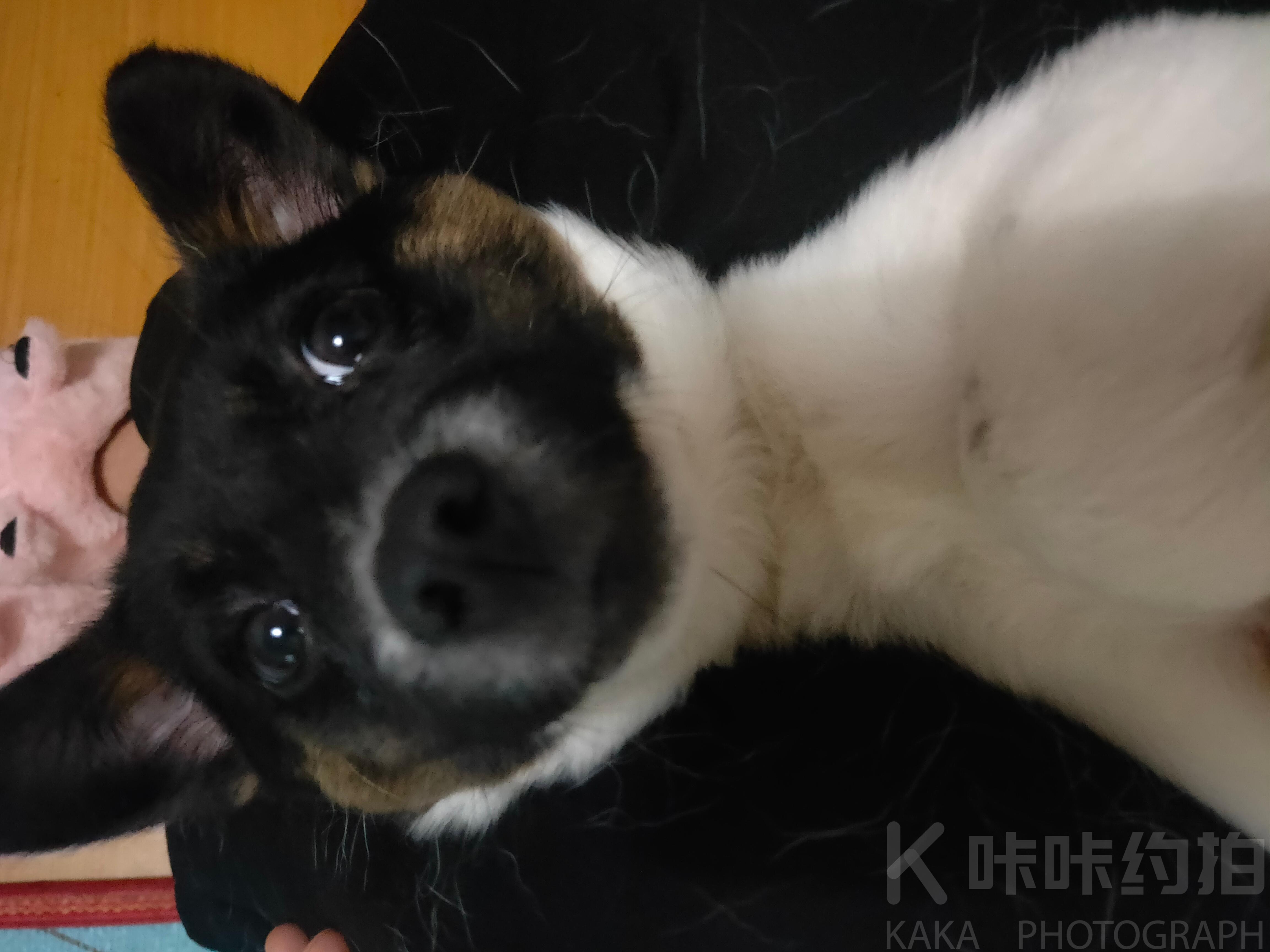 咕咕咕