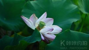 摄影师