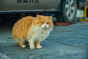 懒蛋
