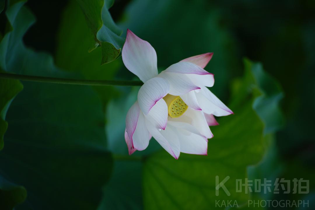 作品图 5