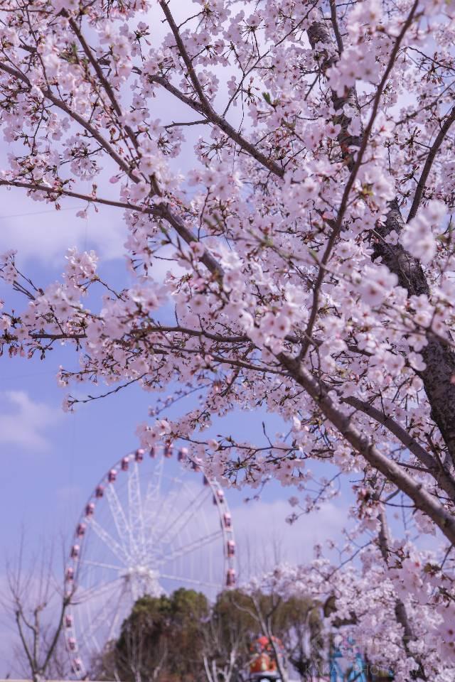 顾村樱花