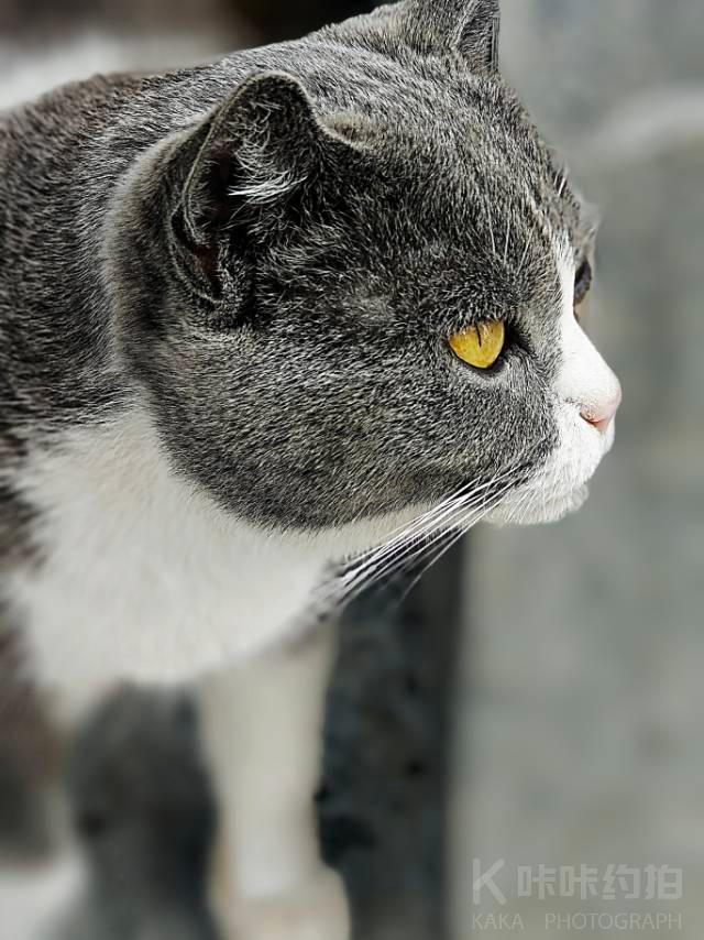 弈剑听雨阁