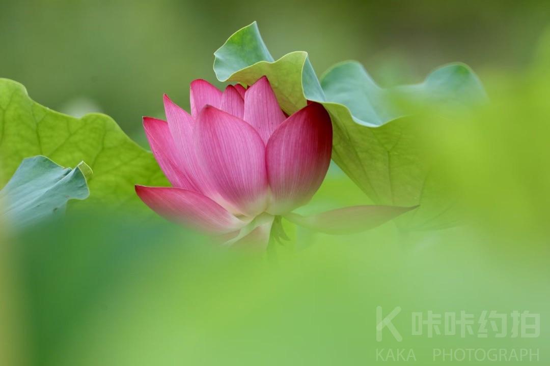作品图 8