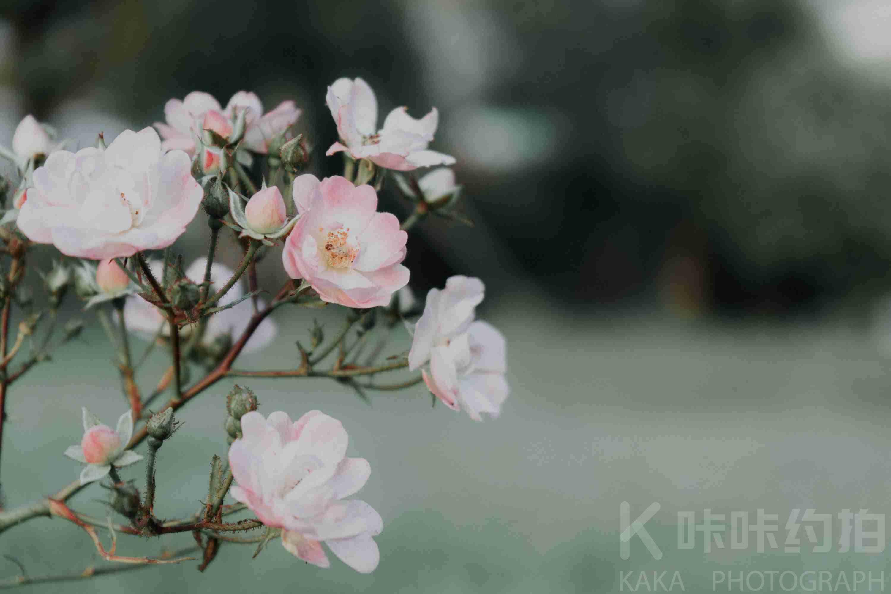 作品图 2